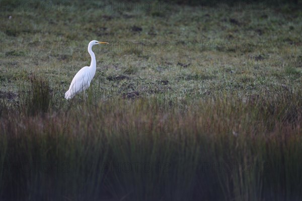 Great egret