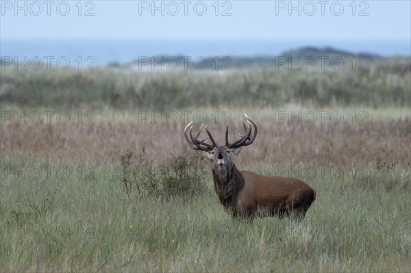 Red deer