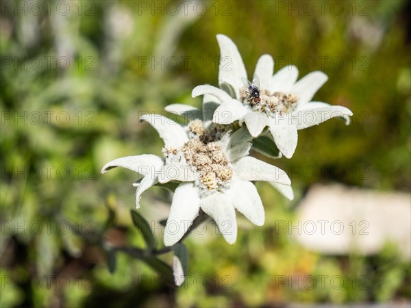 Alpine edelweiss