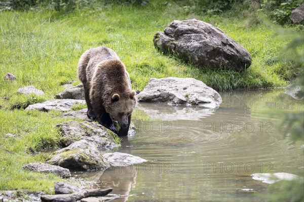 Brown bear in the animal enclosure