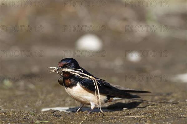 Barn swallow