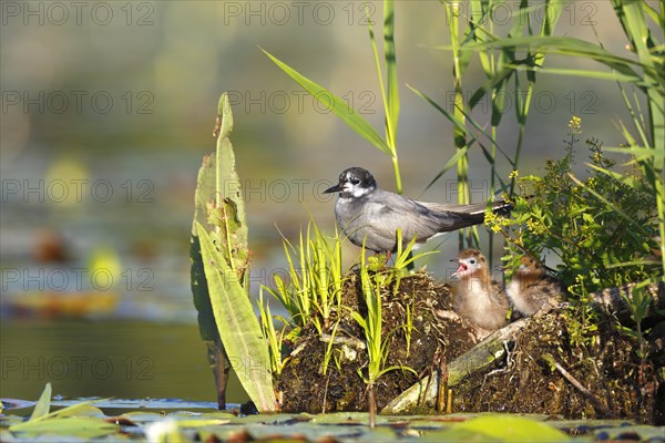 Black Tern