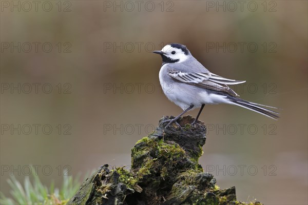 White wagtail