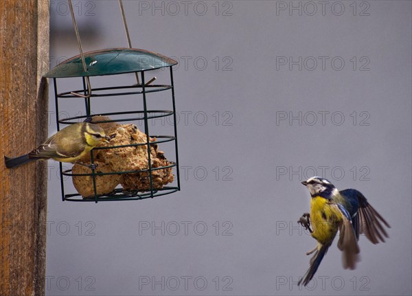 Blue tit