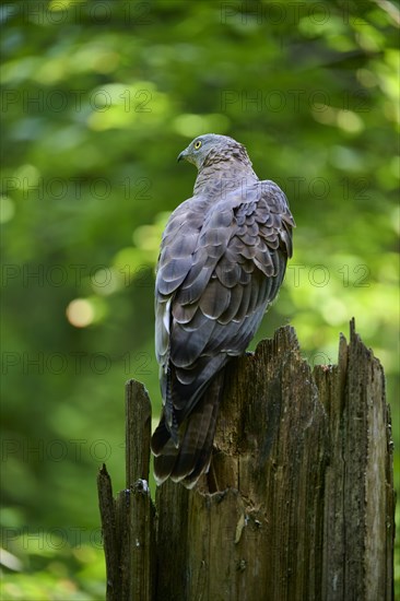 European honey buzzard