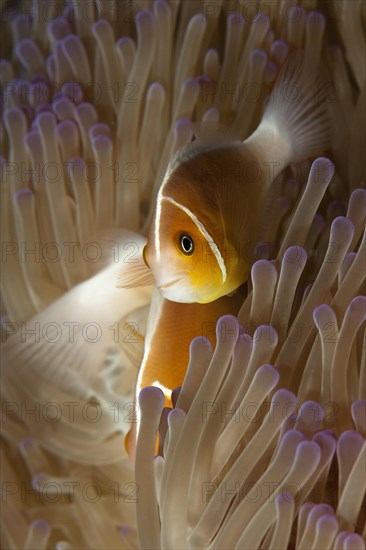 Close-up of symbiotic behaviour Symbiosis of pink skunk clownfish