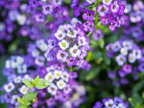 Alyssum