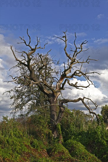 Dead oak on a ditch in the reeds