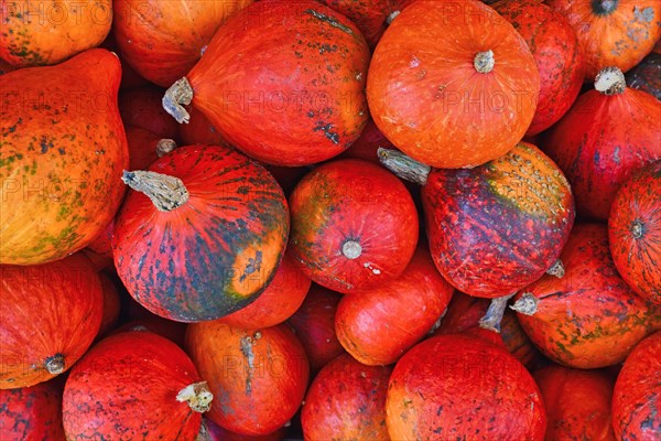 Many bright red Kuri Hokkaido squashes in pile