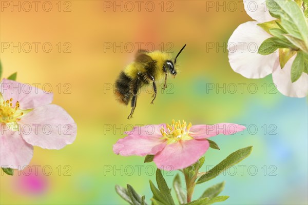 Early bumblebee