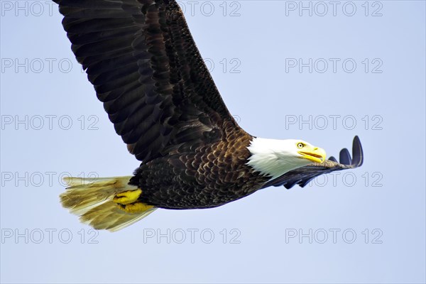 Bald eagle in flight