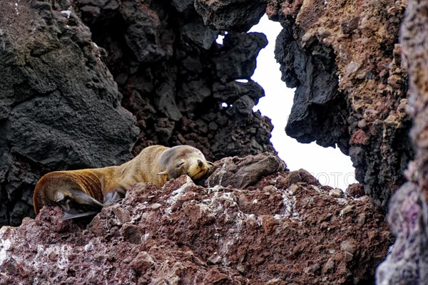 Galapagos fur seal