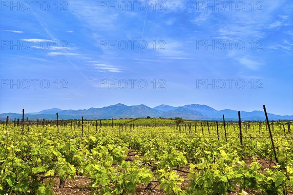 Beautiful landscape with vineyards and distant mountains