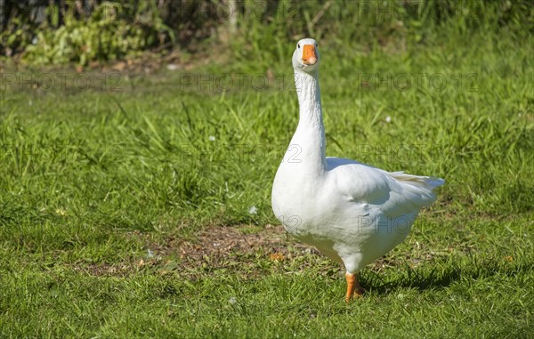 White-fronted Goose