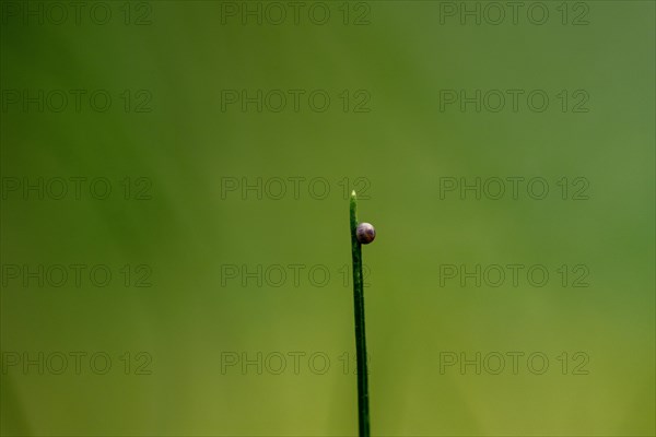 Egg of a swallowtail