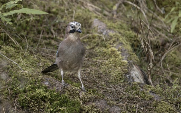 Eurasian jay