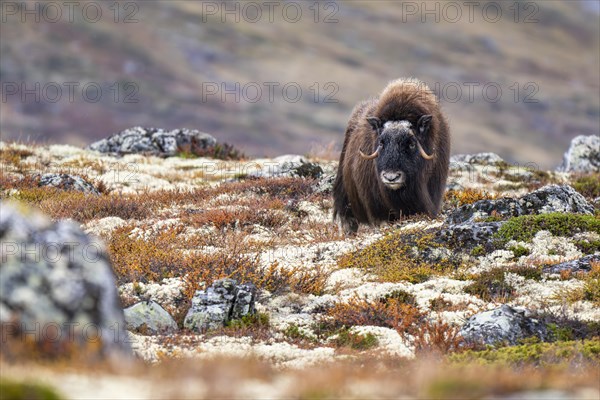 Musk ox