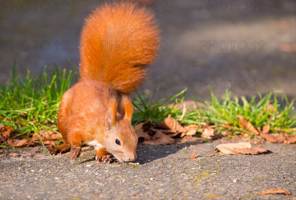 Eurasian squirrel or eurasian red squirrel
