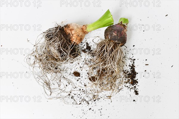 Bare cute off hyacinth flower bulbs with roots