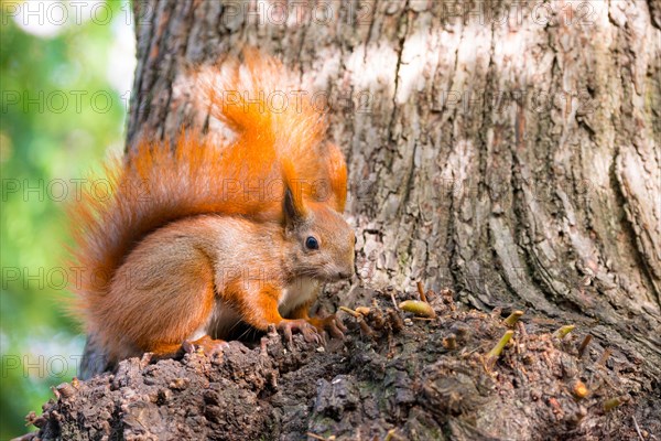 Eurasian squirrel or eurasian red squirrel