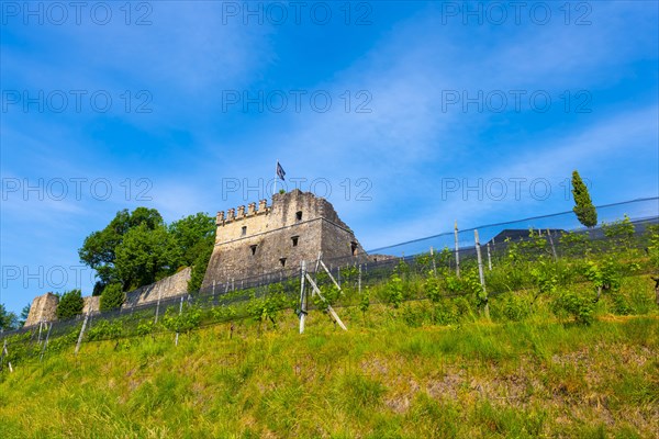 Castle and Vineyard in a Sunny Summer Day in Morcote