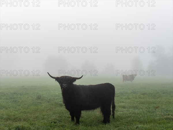 Young bull with horns and cattle on pasture in fog