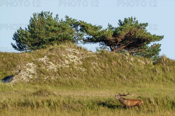 Red deer