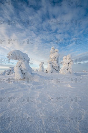 Winter Landscape with Snowy Trees