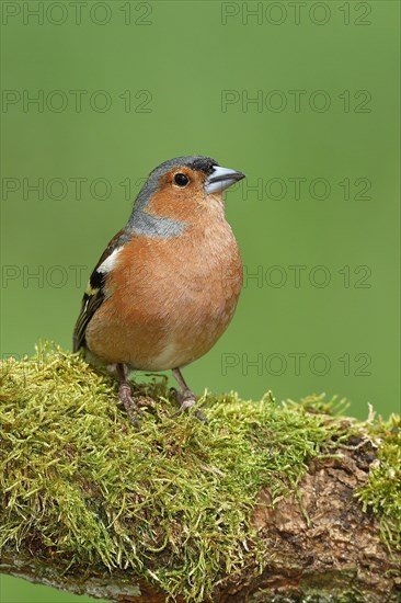 Common chaffinch