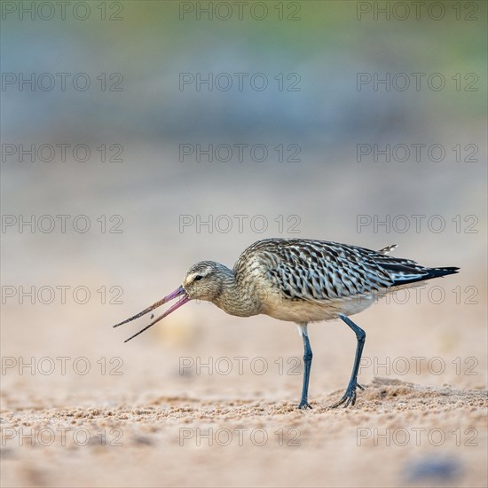 Bar-tailed Godwit