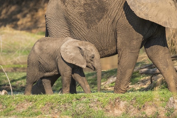 Baby elephant