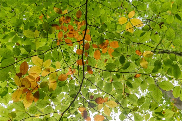 Undergrowth of orange beech leaves in the forest in autumn. Bas-Rhin