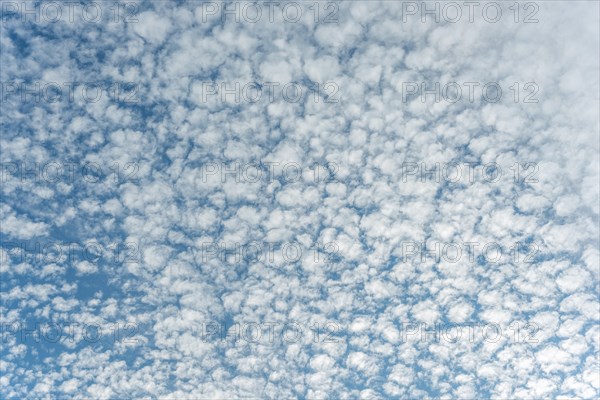 Mottled sky formed by Altocumulus stratiformis clouds. Bas-Rhin