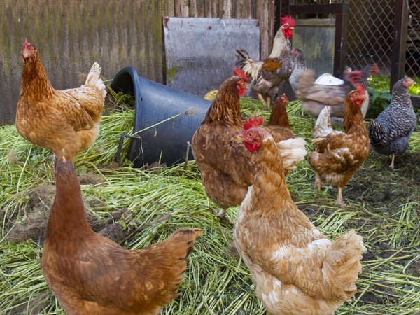 Free-range chickens and green grass in small farm