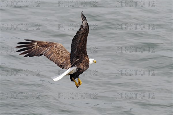 Bald eagle in flight