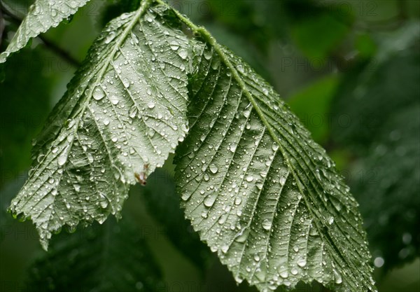 Hazelnut leaves