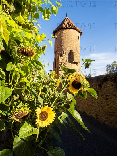 Sunflowers