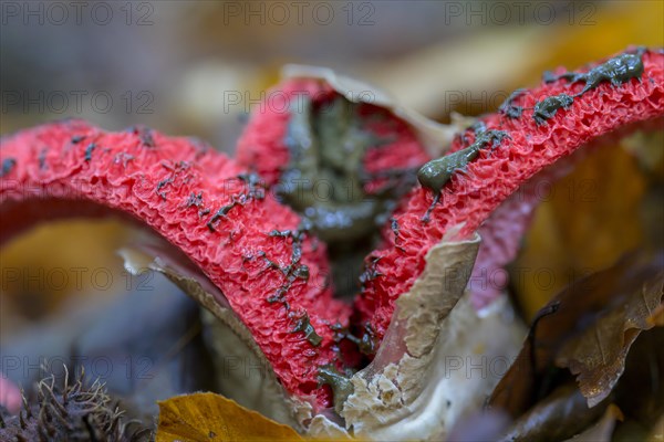 Octopus stinkhorn