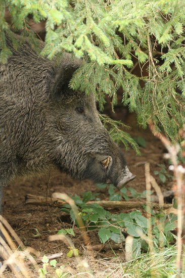 Wild boar