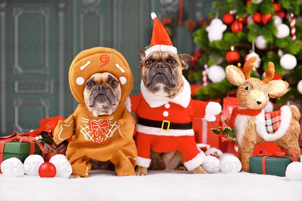 French Bulldog dogs wearing funny Christmas costumes dressed up as Santa Claus and gingerbread man in front of Christmas tree