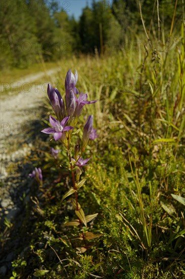 German wreath gentian