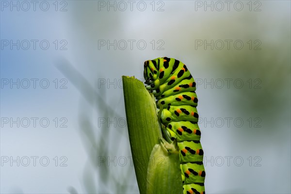 Swallowtail