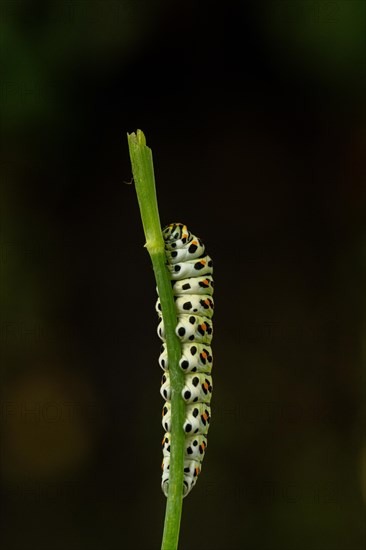 Swallowtail