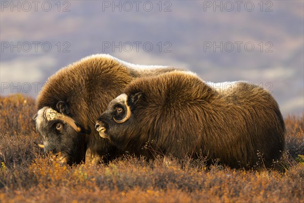 Musk ox