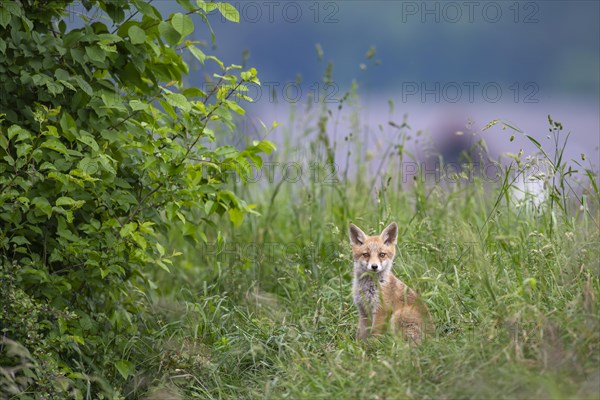 Red fox