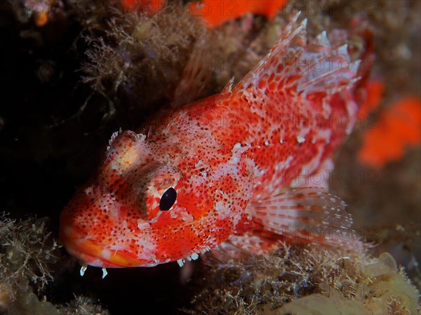 Madeira rockfish