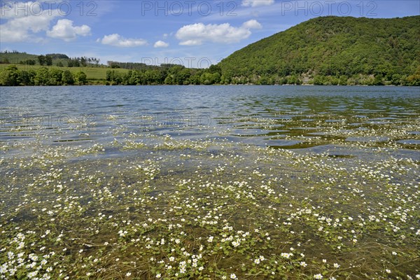 View over the Diemelsee with water crowfoot