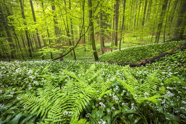 Blooming ramson