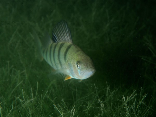 A european perch