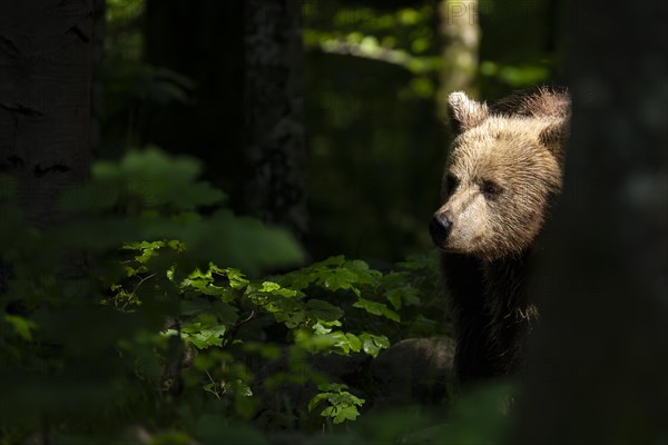 European brown bear